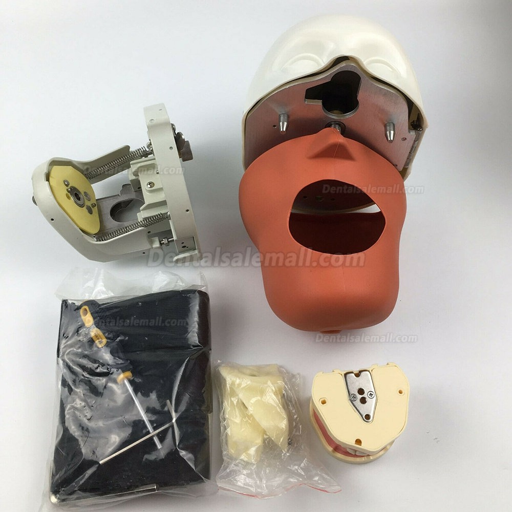 Jingle JG-C1 Dental Manikin Phantom Head Clamp Type Typodont Compatible with Nissin Kilgore/ Frasaco